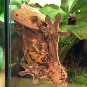 Meet your Posher, Chrissy